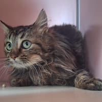 Mr.Patate, chat à adopter