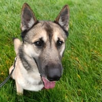 Lumière, chien à adopter