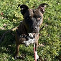 OAA19936 TINA, chienne à adopter