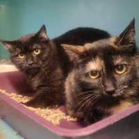 PONPONETTE, chatte à adopter