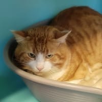 Batinou, chat à adopter