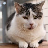 PALOMBAGGIA, chat à adopter