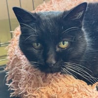 Papaye, chatte à adopter