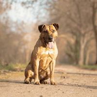 Dobby, chien à adopter