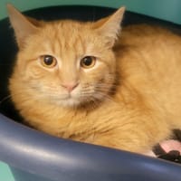 MARTIN, chat à adopter