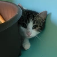 Pikitou, chat à adopter