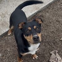 ANIKI, chien à adopter