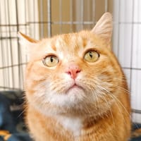 Woody, chat à adopter