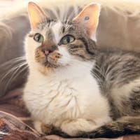 YONA, chatte à adopter