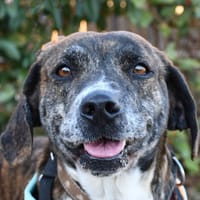 Bisbille, chienne à adopter