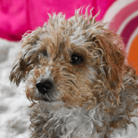 CHARLOTTE, chienne à adopter