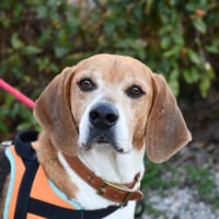 Owen, chien à adopter