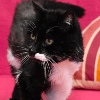 LOOCKY, chat à adopter