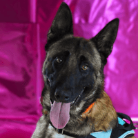 WOLF, chien à adopter