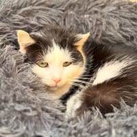 BUCHAMIAOU, chatte à adopter