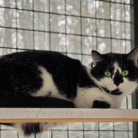 ORQUE, chatte à adopter