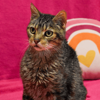 SPIKE, chat à adopter