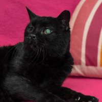 FELIX, chat à adopter