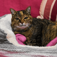 MONA, chatte à adopter