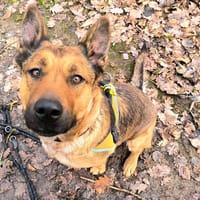 LAIKA PAA23095, chienne à adopter