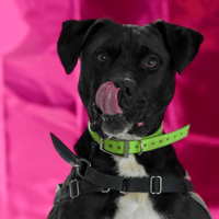 MAKI, chien à adopter