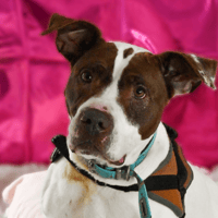 MILA, chienne à adopter