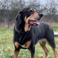 JADE, chienne à adopter