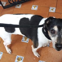 PEPE, chien à adopter