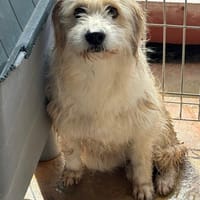 DAFNET, chienne à adopter