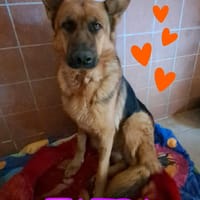 ZAIRA pastore Tedesco, cane femmina da adottare