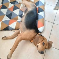 Lava, chienne à adopter
