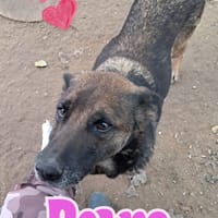 PETRA simil pastore Tedesco grigio, cane femmina da adottare