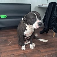 OLIVER patatone dolcissimo, cane da adottare