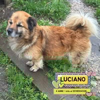 LUCIANO, cane da adottare