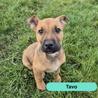Tavo, chien à adopter