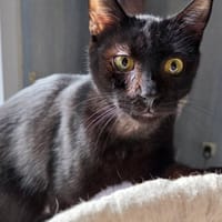LOUSTI, chat à adopter