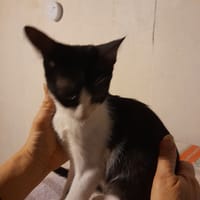 ARIA chatonne noire et blanche, chatte à adopter
