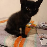 ARGAN chaton noir, chat à adopter