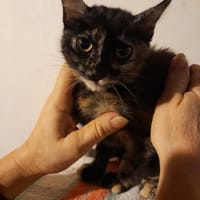 ZOYA chatonne ecaille de tortue, chatte à adopter