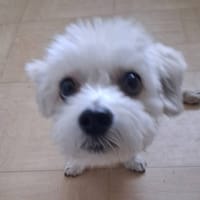 RIO, chien à adopter