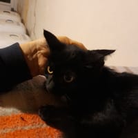 REGLISSE chatonne noir, chatte à adopter