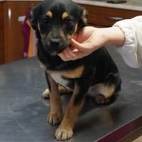 Leila❤❤, Hündin zur Adoption