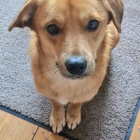 Mr. Waffels, liebt Menschen!, Hund zur Adoption