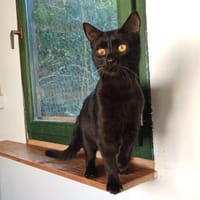 Kuschelbärchen Brahms, Kater zur Adoption