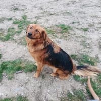 Niko ein toller Familienhund, Hund zur Adoption