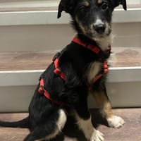 Lola  kleine Pfote, großes Herz ..., Hündin zur Adoption