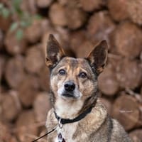 Aaron - auf der Suche nach dem Glück, Hund zur Adoption