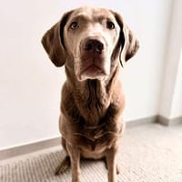 Lia - die Wasserratte, Hündin zur Adoption