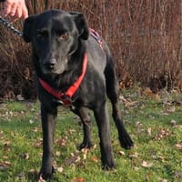 Zorro Labrador Mix Rüde 10Jahre in 72762, Hund zur Adoption