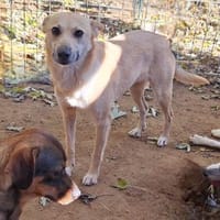 Sanfte💕 Deer 💕sucht Familie (E), Hündin zur Adoption